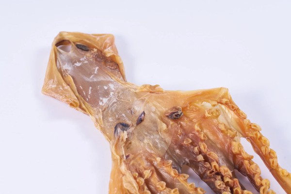 Dried Cephalopod