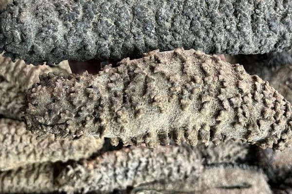 Dried Sea Cucumber