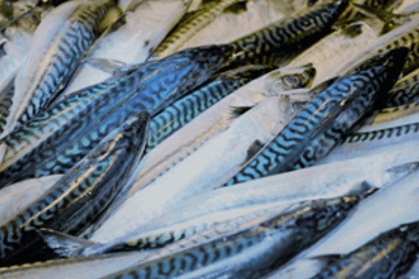 Fresh Pelagic
