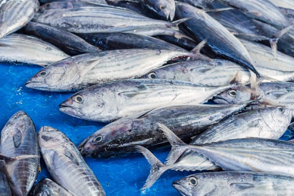 Fresh Tuna