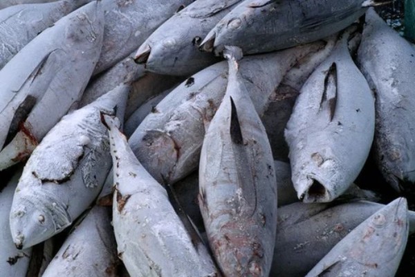 Frozen Tuna