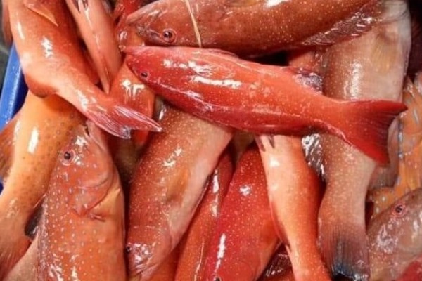 fresh demersal fresh demersal